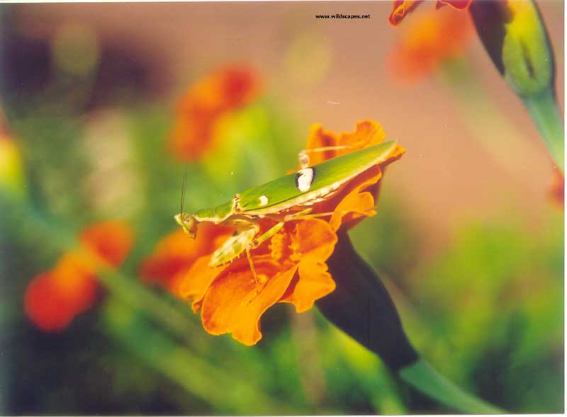 Grasshopper with prey on marigold flower, India