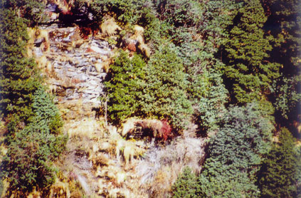  Himalayan shrubby vegetation in Kedarnath Wildlife Sanctuary, India