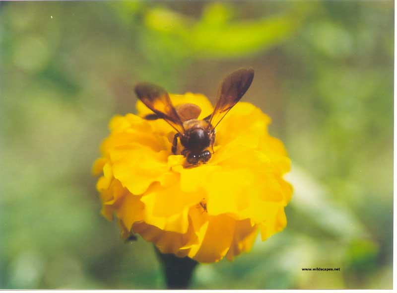 Alien- Commonly seen honey bee called the Rock bee at Melghat, India