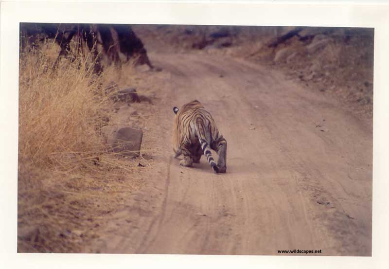 Tiger stalking on the jungle road in Ranthambore National Park, India