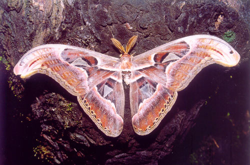 Atlas Moth, largest moth in India