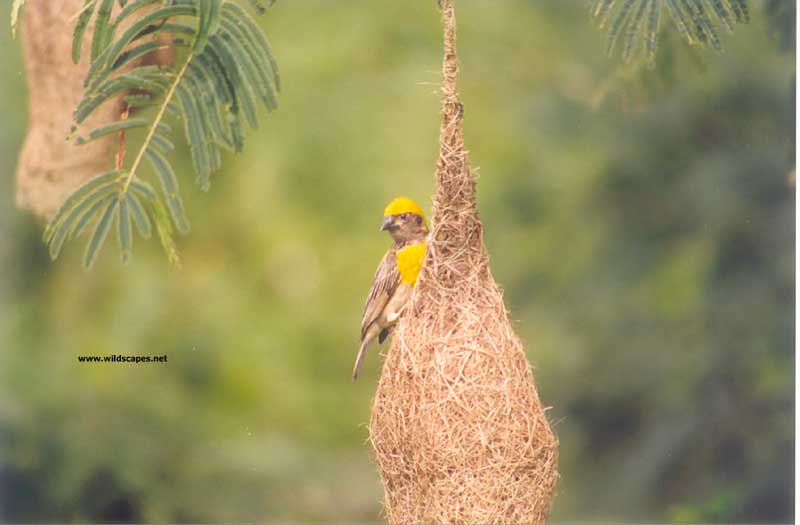 Baya weaver bird on nest, India