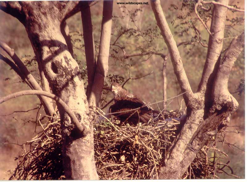 Bonnlis Hawk Eagle on nest, India