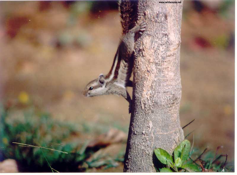 Curious squirrel  on tree, India