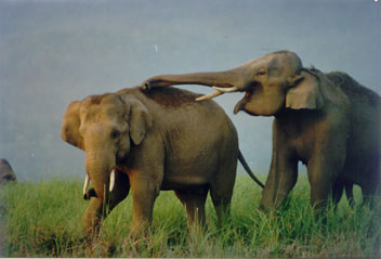 Elephant trunks caressing in Corbett National Park, India