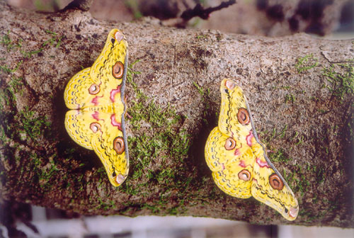 Golden Emperor Moth, India