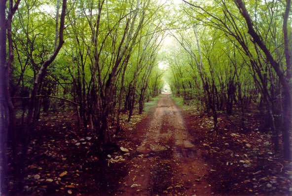 Green trees after monsoon, Ranthambore, India