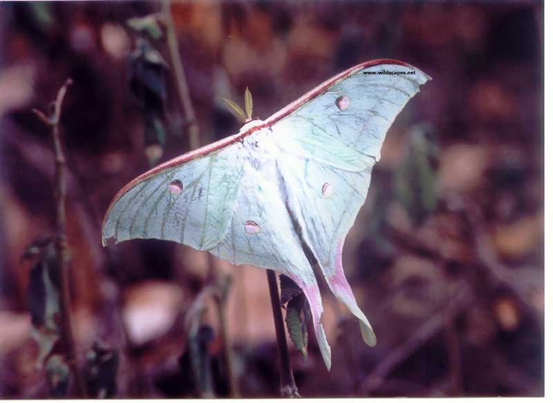 Moon Moth, India