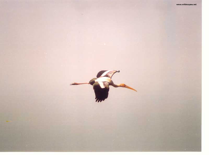Painted Stork in flight at Bharatpur, India 