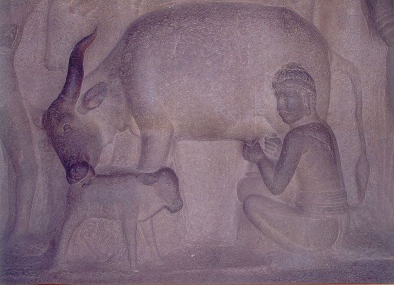 Rock mural of cow and calf at Mahabalipuram, Chennai, India
