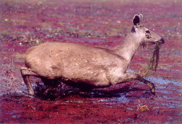 Sambar deer feeding on aquatic plants, Ranthambore, India