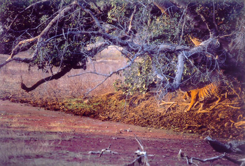 Stalking tiger on lake in Ranthambore, India