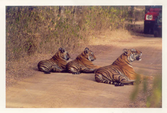 Tigress and cubs on  jungle road in Ranthambore National Park, India