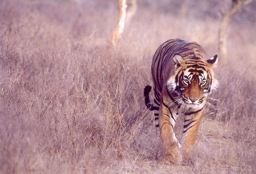 Tiger on prowl in Ranthambore, India