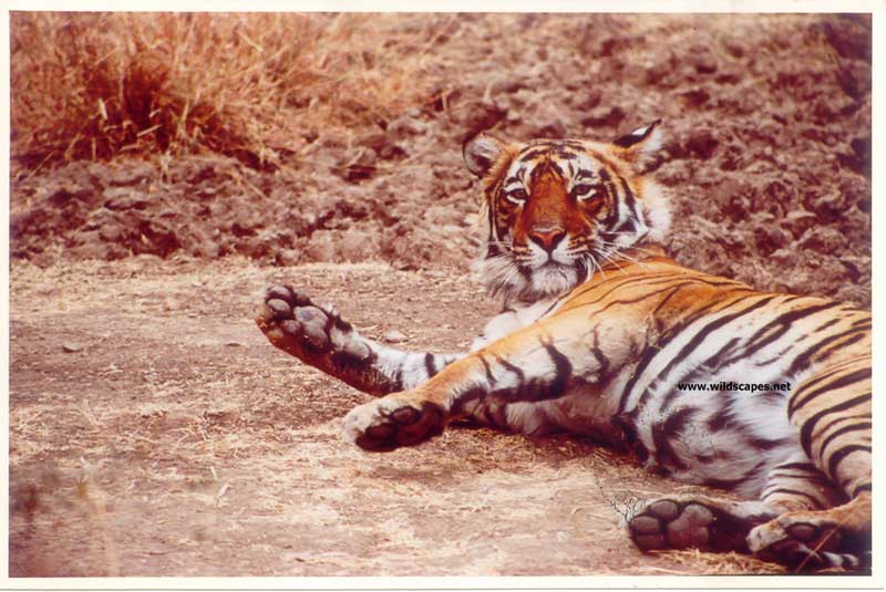 Tiger at salt lick in  Ranthambore National Park, India