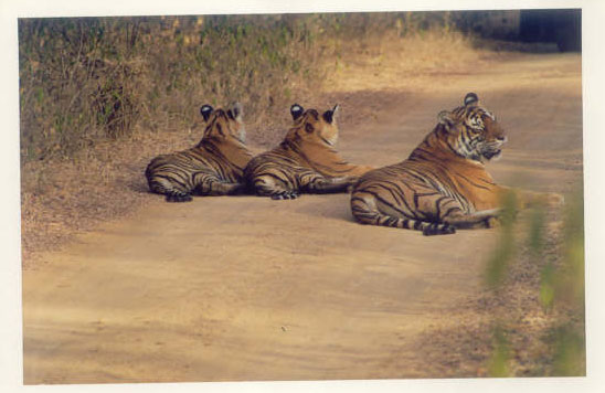 Tigress and two cubs on  jungle road in Ranthambore National Park, India