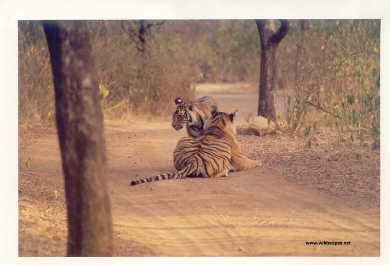 Two tigers on a road in Ranthambore National Park, India 