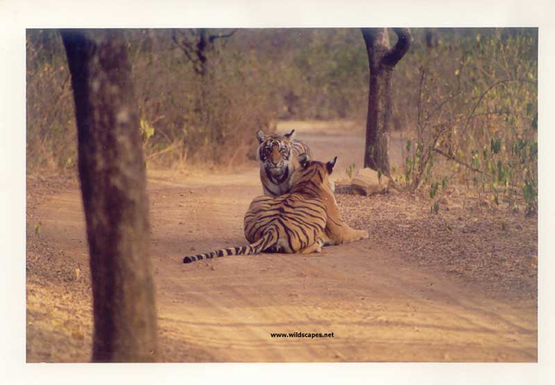 Two tigers on a road in Ranthambore National Park, India 