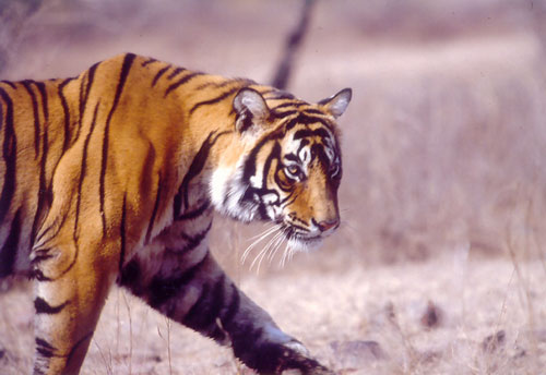 Walking tiger in Ranthambore, India