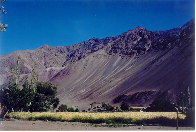 Wheatfields surrounded by rugged mountains in Leh, Ladakh, India