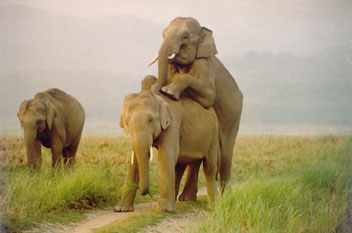 Young Bull Elephantsplaying the mating game in Corbett National Park, India