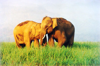 Young Bull Elephants whispering to each other in Corbett National Park, India